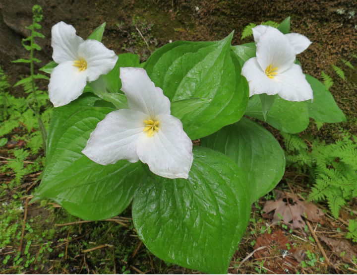 Trillium